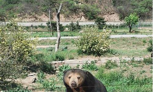 北京八达岭野生动物园_北京八达岭野生动物